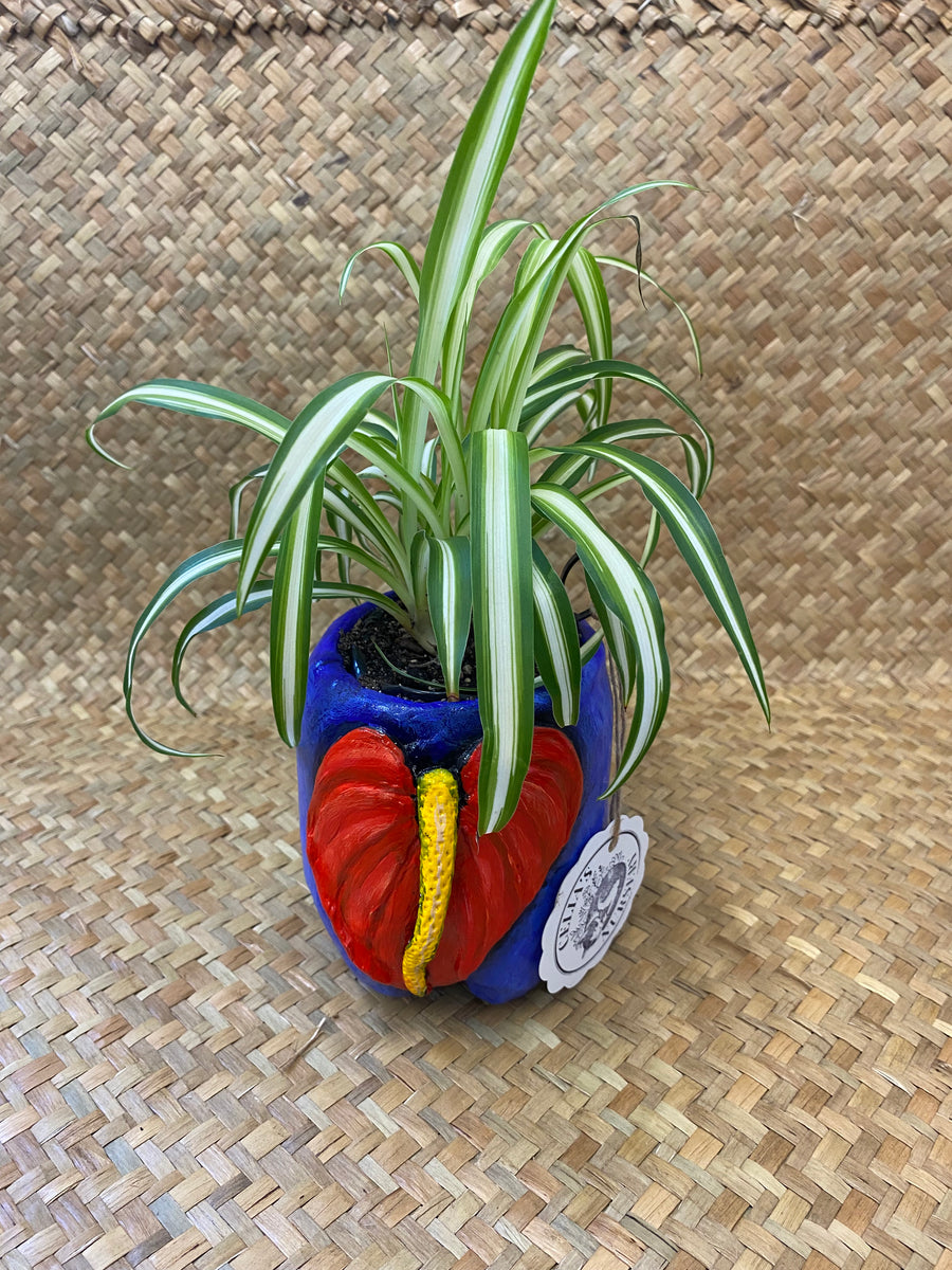 spider plant shop Moana Fresh – Spider Plant | Cecelia's Nursery