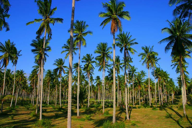 Handmade Coconut Soap, Kula Palms